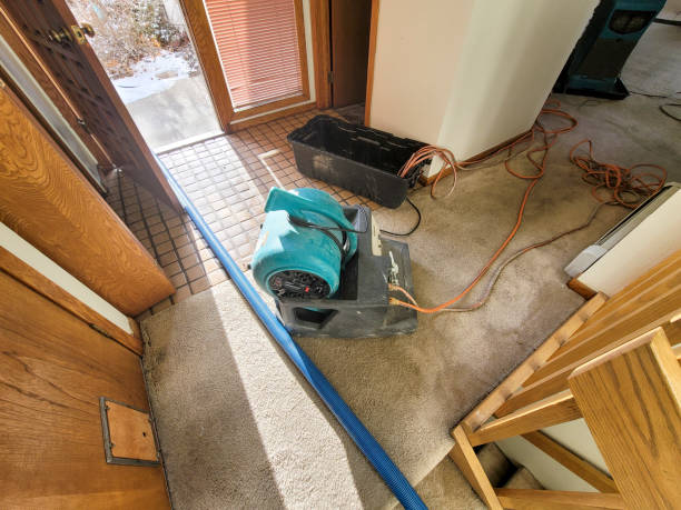 Best Mold removal after water damage  in Three Oaks, FL