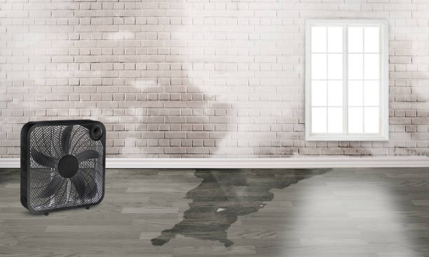 Best Water damage contractors near me  in Three Oaks, FL