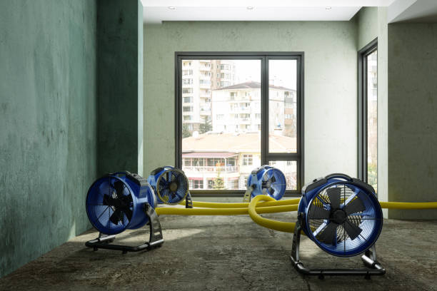 Best Basement water damage restoration  in Three Oaks, FL